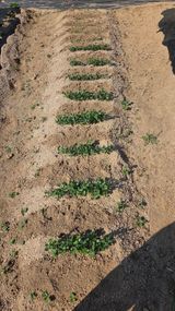  조약돌님의 작성글 사진