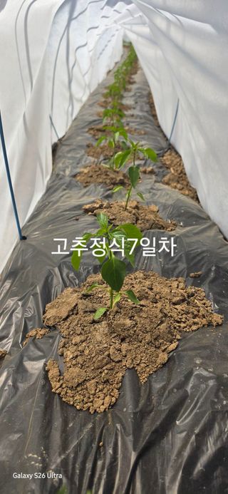 ♡청심전유삼♡님의 기타작물 · 영농일지 작성글 사진