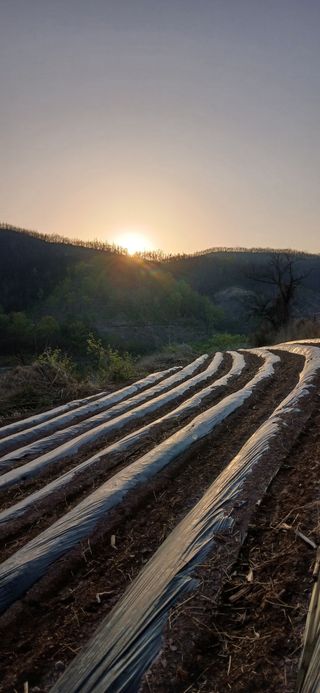 정연섭님의 기타작물 · 영농일지 작성글 사진