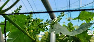 서대산향수님의 포도 · 영농일지 작성글 사진