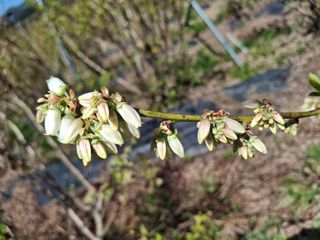 황인근님의 기타작물 · 영농일지 작성글 사진