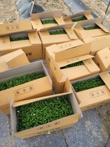 왕초보농부 이금녀님의 작성글 사진