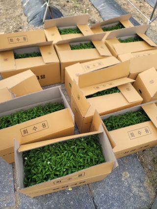 왕초보농부 이금녀님의 기타작물 · 영농일지 작성글 사진