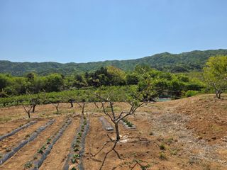 콩7431(팔공산)님의 복숭아 · 영농일지 작성글 사진