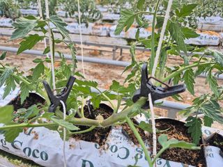 늘햇살팜 님의 기타작물 · 영농일지 작성글 사진