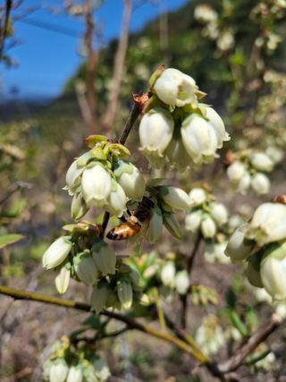 황인근님의 기타작물 · 영농일지 작성글 사진