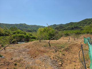 콩7431(팔공산)님의 복숭아 · 영농일지 작성글 사진