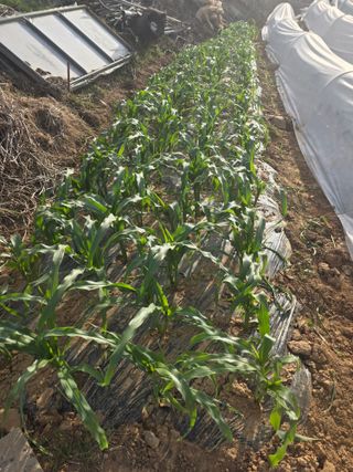 구상회님의 옥수수 · 영농일지 작성글 사진