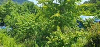 반성식님의 기타작물 · 영농일지 작성글 사진