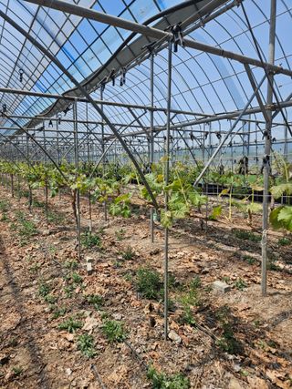 블루베리13637님의 포도 · 영농일지 작성글 사진