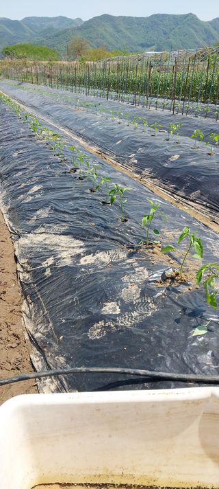 양지뜸갈비박재식님의 기타작물 · 영농일지 작성글 사진