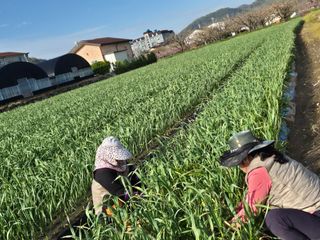 서해숙님의 마늘 · 영농일지 작성글 사진