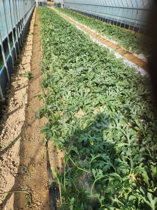 김저팔계님의 기타작물 · 영농일지 작성글 사진