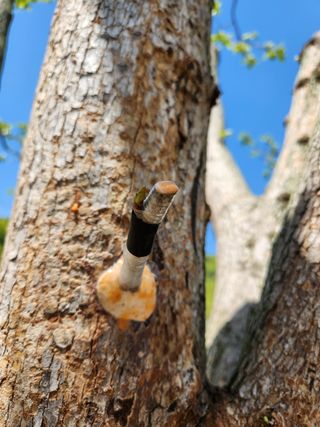 임성욱님의 감 · 영농일지 작성글 사진