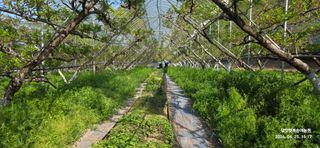 달맛햇복숭아농원님의 복숭아 · 영농일지 작성글 사진