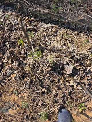 김영옥님의 작성글 사진