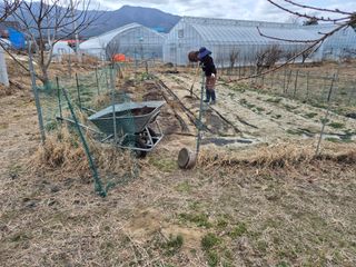 경포일출님의 기타작물 · 영농일지 작성글 사진