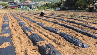 신안광열님의 기타작물 · 영농일지 작성글 사진
