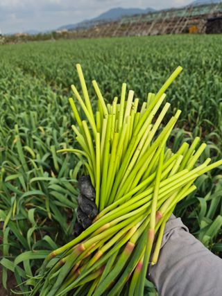 서해숙님의 마늘 · 영농일지 작성글 사진