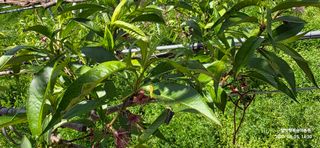 달맛햇복숭아농원님의 복숭아 · 영농일지 작성글 사진