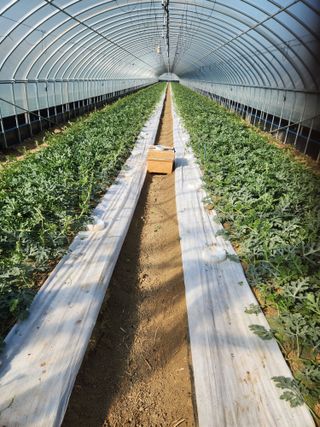 김저팔계님의 기타작물 · 영농일지 작성글 사진