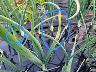 김인수님의 기타작물 · 영농일지 작성글 사진