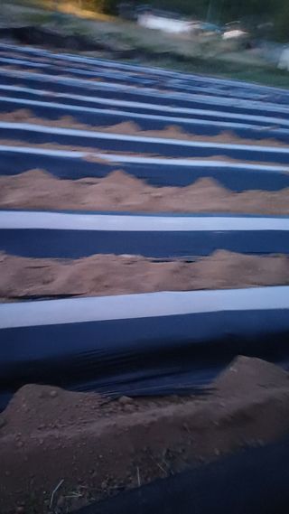 박순덕님의 기타작물 · 영농일지 작성글 사진