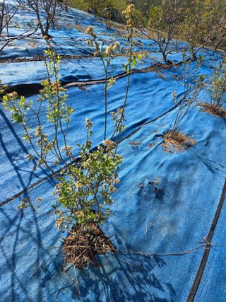 김영옥님의 기타작물 · 영농일지 작성글 사진