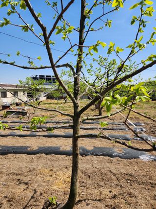 임성욱님의 감 · 영농일지 작성글 사진