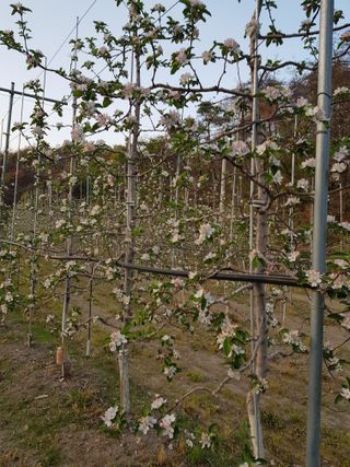 의성,군위 나상덕님의 기타작물 · 영농일지 작성글 사진