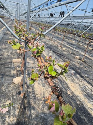 매실6409님의 포도 · 영농일지 작성글 사진