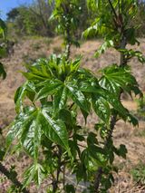 쌍학리 농민님의 작성글 사진
