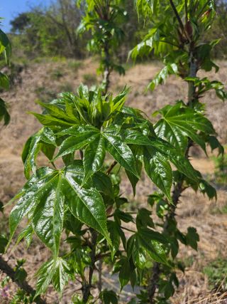 쌍학리 농민님의 두릅 · 영농일지 작성글 사진