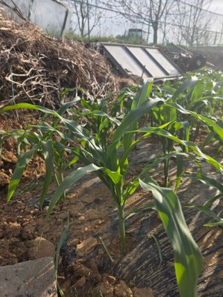 구상회님의 옥수수 · 영농일지 작성글 사진