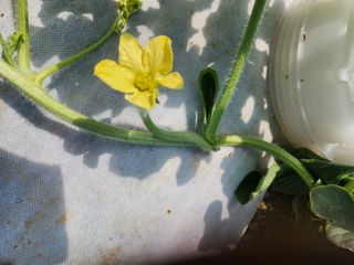 김저팔계님의 기타작물 · 영농일지 작성글 사진