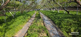 달맛햇복숭아농원님의 복숭아 · 영농일지 작성글 사진