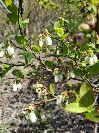 황인근님의 기타작물 · 영농일지 작성글 사진