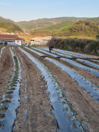 선암농군님의 기타작물 · 영농일지 작성글 사진