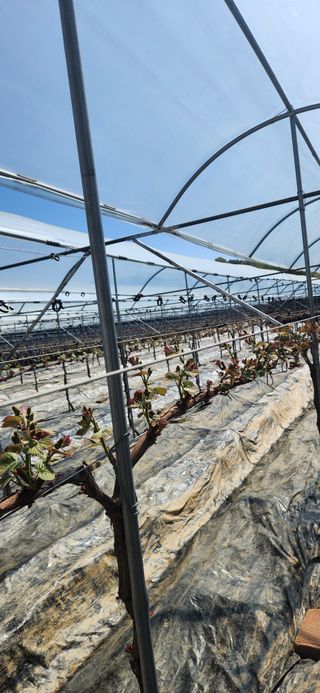 이판석님의 포도 · 영농일지 작성글 사진