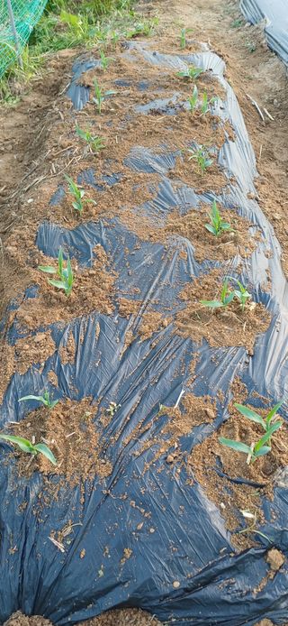 남궁봉님의 토마토 · 영농일지 작성글 사진