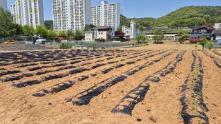 신안광열님의 기타작물 · 영농일지 작성글 사진