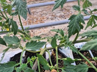 늘햇살팜 님의 기타작물 · 영농일지 작성글 사진