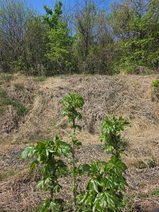 쌍학리 농민님의 두릅 · 영농일지 작성글 사진