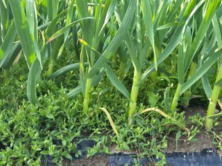 서해숙님의 마늘 · 영농일지 작성글 사진