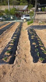 팜모닝 감자·영농일지 게시글 이미지