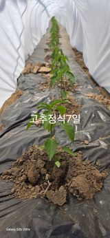 팜모닝 기타작물·영농일지 게시글 이미지