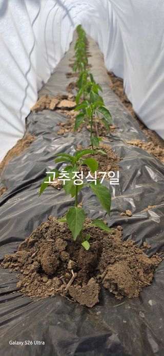 ♡청심전유삼♡님의 기타작물 · 영농일지 작성글 사진