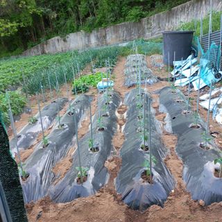 김건우님의 기타작물 · 영농일지 작성글 사진