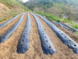 이상철님의 감자 · 영농일지 작성글 사진