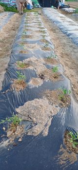 남궁봉님의 작성글 사진